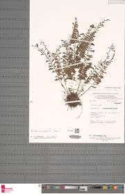 Image result for Asplenium dregeanum