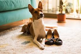 But there are thing's you may not know about them. Basenji Dog Breed Info Pictures Care Guide Temperament Traits Pet Keen