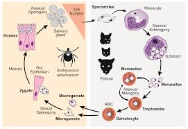 Not looking for pest control services in topeka, ks? Pathogens Free Full Text Prevalence Of Cytauxzoon Felis Infection Carriers In Eastern Kansas Domestic Cats Html