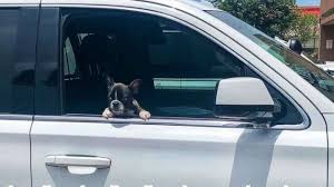 We did not find results for: Two Women Arrested After Stealing French Bulldog Puppy Worth 10 000 From Pet Store Connect Fm Local News Radio Dubois Pa