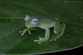Image result for glass frog