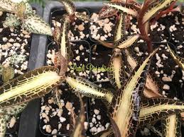 Image result for Goodyera