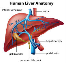 The liver is an organ only found in vertebrates which detoxifies various metabolites, synthesizes proteins and produces biochemicals necessary for digestion and growth. I Am The Healthy 7 Simple Ways To Boost Your Liver Functioning Liver Anatomy Human Liver Anatomy Human Liver