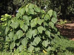 Image result for Macaranga mellifera