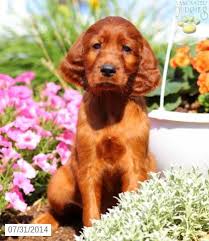 The finest grouse hunting dogs of ny. Rusty Irish Setter Puppy For Sale In Lancaster Pa Irish Setter Puppy Irish Setter Puppies For Sale