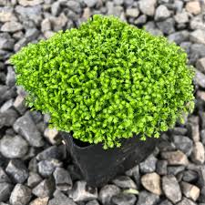 Image result for Selaginella soyauxii