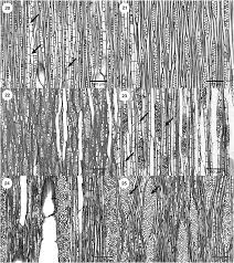 Image result for Dictyophleba ochracea