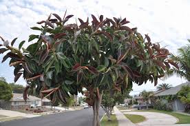 Image result for ficus elastica flower