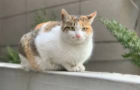 절대경로삼색이