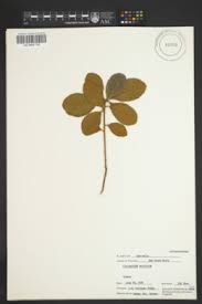 Image result for Pittosporum mildbraedii