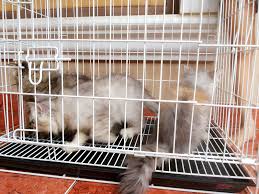 Harga kucing persia peaknose memang terbilang mahal, karena istilah hidung pesek pada kucing sangat mempengaruhi harga jual kucing, istilah tersebut masih berlaku bagi kucing persia sedangkan untuk harga kucing persia peaknose sekarang di jual di petshop dengan harga rp. Harga Kucing Persia Peaknose Umur 3 Bulan Ajaran H