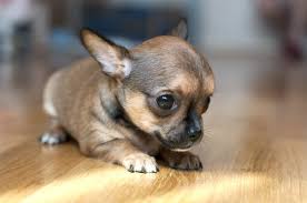 Image result for cute chihuahua puppy