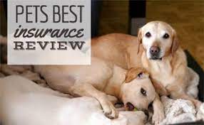 They are current and active members of the american veterinary medical association (avma), the new york state veterinary medical society (nysvms), and the westchester/rockland veterinary. Pets Best Review Putting Your Pets First Caninejournal Com