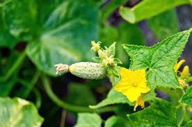 Image result for male flowers cucumber