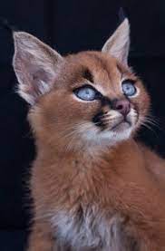 Like any other exotic pet consideration, be especially aware of the needs of your proposed pet. 56 Karakal Ideen Karakal Wilde Katzen Katzen