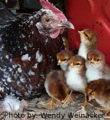 Black And White Speckled Chicken Name Speckled Sussex Hen And Her Chicks Mcmurray Hatchery Blog Sussex Chicken Chicks For Sale Beautiful Chickens