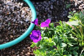 Locally growing everything from trees and shrubs, annuals and perennials to cucumber, tomatoes, living lettuce and peppers! Precure Nursery Garden Center Okc Landscaping Gardening