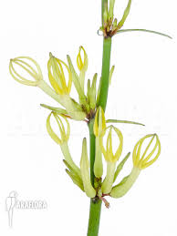 Image result for Ceropegia breviflora