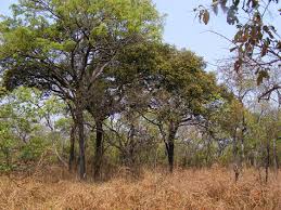 Image result for Brachystegia longifolia