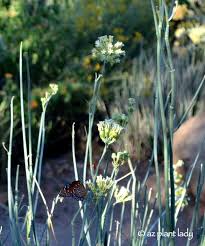 Ramblings From A Desert Garden Drought Tolerant And Beautiful Desert Milkweed The Butterfly Magnet Desert Garden Milkweed Garden Milkweed