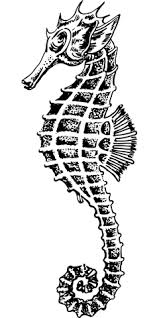 81 pola gambar binatang untuk anak tk hd gambar hewan. 100 Gambar Hippocampus Laut Gratis Pixabay