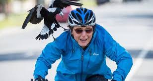 May 13, 2019 · the shores of gold is the first of the tall tales coming to sea of thieves. Swooping Season Eye Painting Animation Reference Magpie