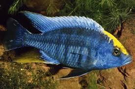 Image result for Ancistrorhynchus ovatus