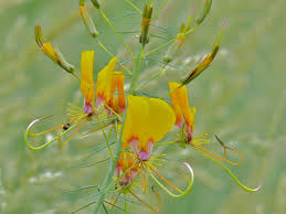 Image result for Cleome bororensis