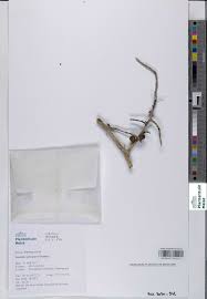 Image result for Embelia xylocarpa