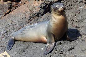 Galapagos Sea Lion Basking Galapagos Sea Lion Sea Lion Galapagos
