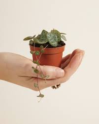 Image result for Ceropegia simplex