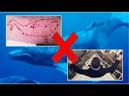الحوت الأزرق هو أكبر الحيوانات على كوكب الأرض وي صنف على أنه حيوان ثدي على عكس ما يعتقد البعض أنه من الأسماك ويليه بالحجم حيوان الفيل إذ يصل وزن الحوت الأزرق إلى 173 طنا. Ù‚ØµØ© Ø¶Ø­ÙŠÙ‡ Ø§Ù„Ø­ÙˆØª Ø§Ù„Ø§Ø²Ø±Ù‚ ÙÙŠ Ù…ØµØ± Ø¹Ù„ÙŠ Ù„Ø³Ø§Ù† ÙˆØ§Ù„Ø¯Ù‡ Youtube