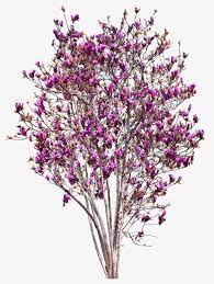 Pink Magnolia Tree Decoration Pattern Tree Photoshop Magnolia Trees Tree Psd