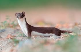 Maybe you would like to learn more about one of these? Weasels Wallpapers Wallpaper Cave