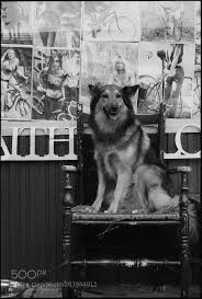 Film Movie Camera Photography Love Television Making Production Director Dogs Animals Husky