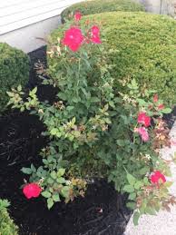 Buy knockout roses in groups or masses to complete your garden and add color, dimension, and elegance to your home. Growing And Caring For Knock Out Roses Dengarden