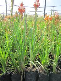 Image result for Aloe cooperi