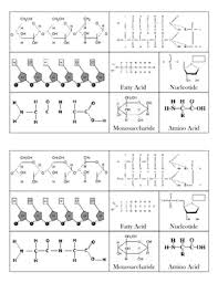 Macromolecule Chart Biomolecules