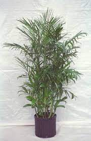 Pin On Plants Pants