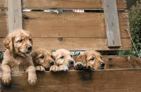 Golden retriever puppies generally weigh between 14 and 16 ozs. Caring For Newborn Puppies Purina Beta Breeders