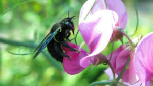 Omega, through our strong history of environmental stewardship and. Residential Pest Control Pest Control Company San Francisco Ca