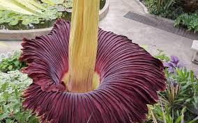If you have an idea merrimack flower shop free download about wedding bouquet and arrangement decorations ideas, this application shows you. Exotic Plant May Release Deathly Miasma In Dunedin Rnz News