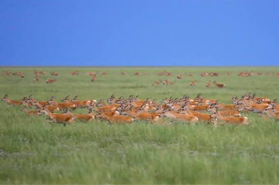 Species profile - Goitered gazelle - NABU