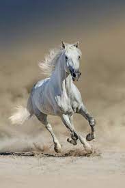 Pin By Evelin Luft On Cavalli Horses Beautiful Horses Cute Horses
