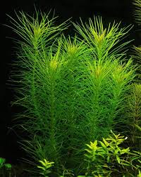 Pogostemon Erectus Aquatic Plants Freshwater Aquarium Plants Indoor Water Garden