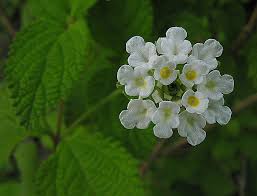 Image result for Lippia
