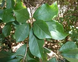 Image result for Terminalia phanerophlebia