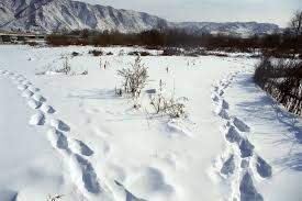 China along the amnok river, russia along the tumen river. Borderland North Korean Refugees
