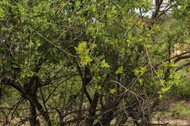 Image result for Searsia pyroides