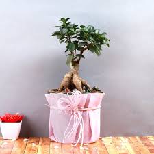 Or maybe you're just getting started with bonsai? Token Of Flora Myflowertree